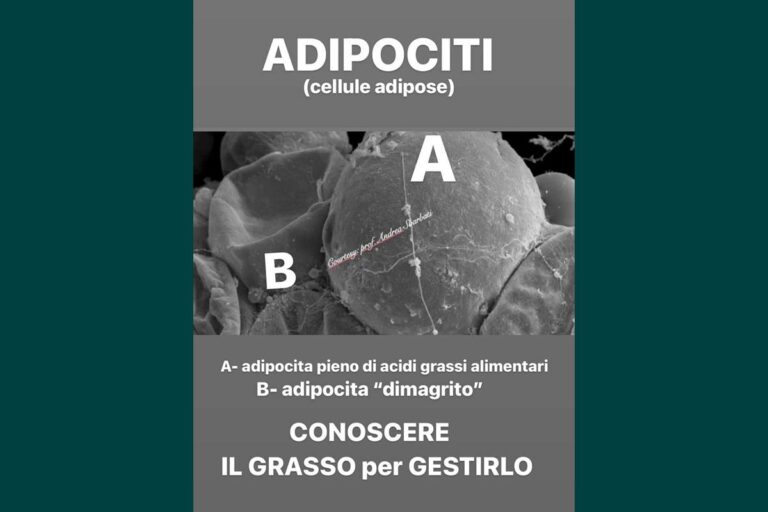 Il grasso: conoscerlo per gestirlo, non temerlo
