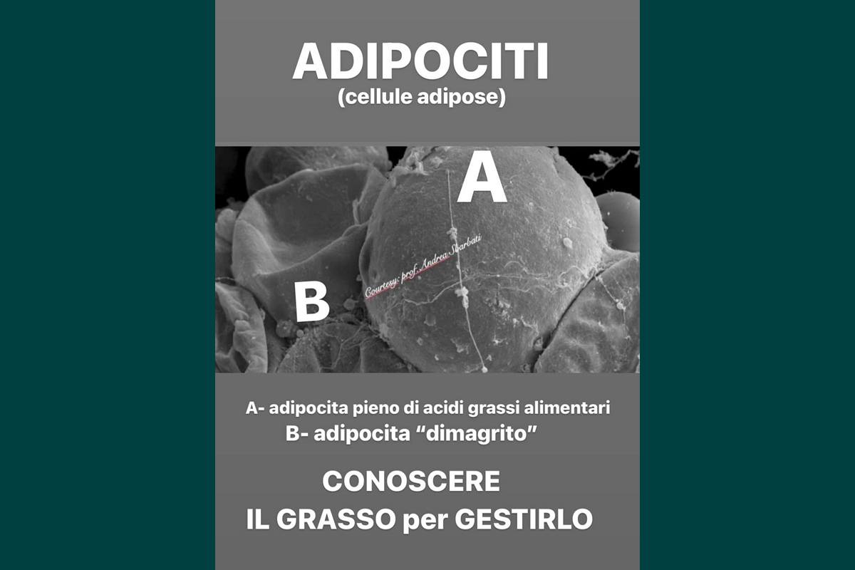 Grasso, Adipociti