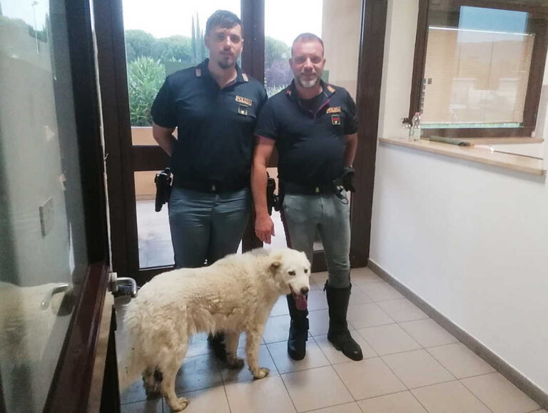 Cane smarrito sull’A1 salvato dalla Polizia: lieto fine per Jane nella notte di pioggia