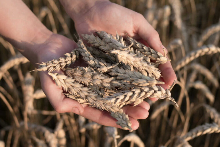 Il tesoro nei campi: conoscere il valore nutrizionale dell’orzo