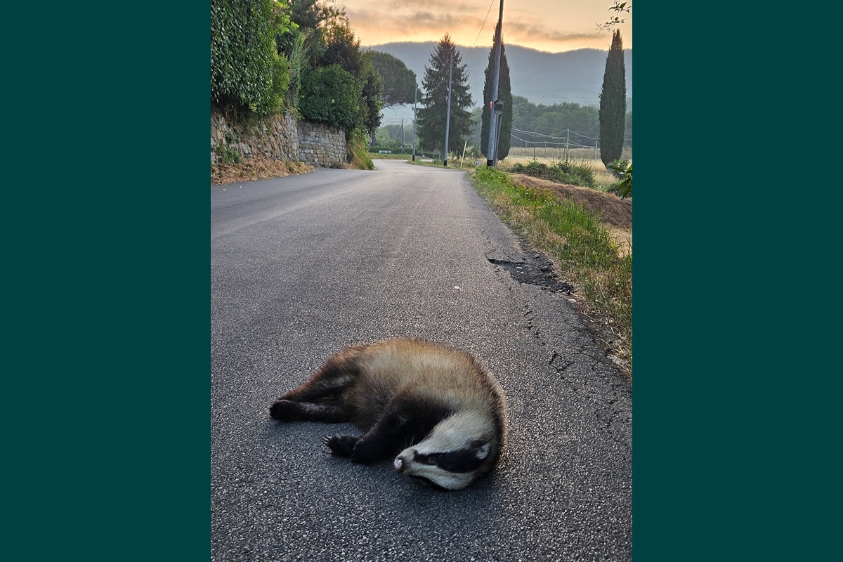 Tasso via delle Conserve