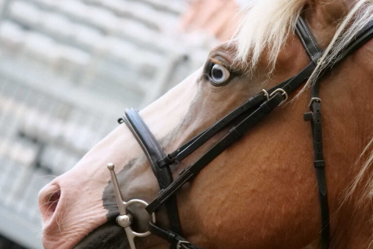 Giostra: spettacolo e tradizione nella terza giornata di prove