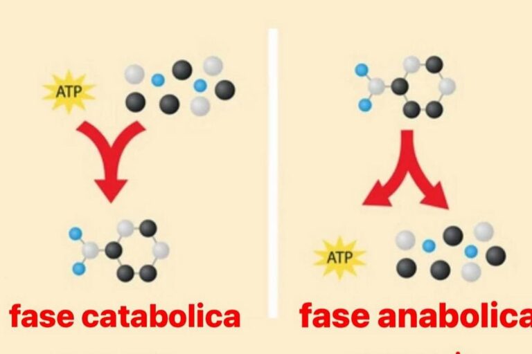 Il metabolismo: la chiave della salute