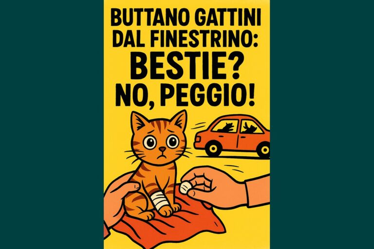 Bestie al volante buttano gattini per strada a Ferragosto: uno muore, l’altro resta zoppo…