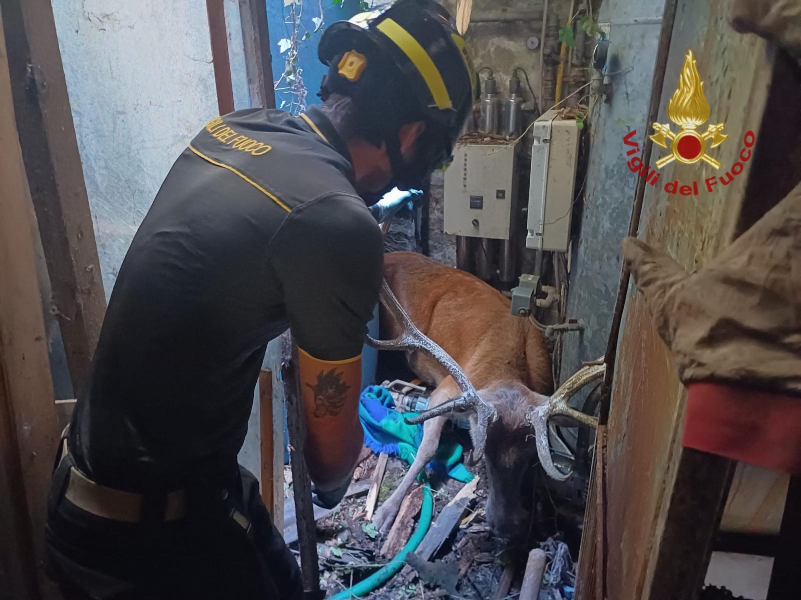 Cervo precipita nel locale di un ristorante a Camaldoli (2)