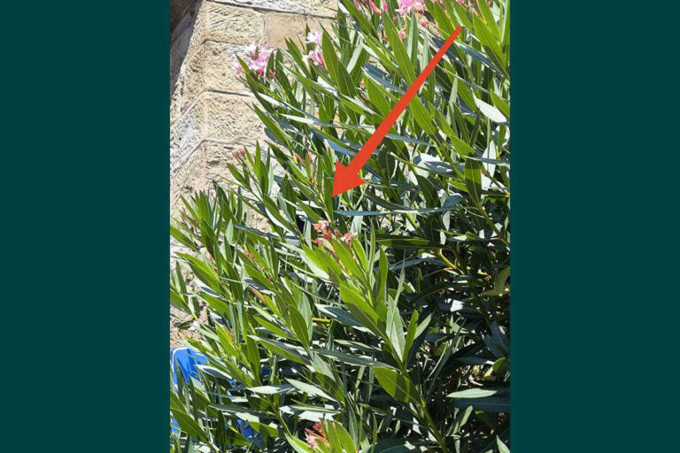 Il rododendro spione: la telecamera guarda le foglie non i ladri