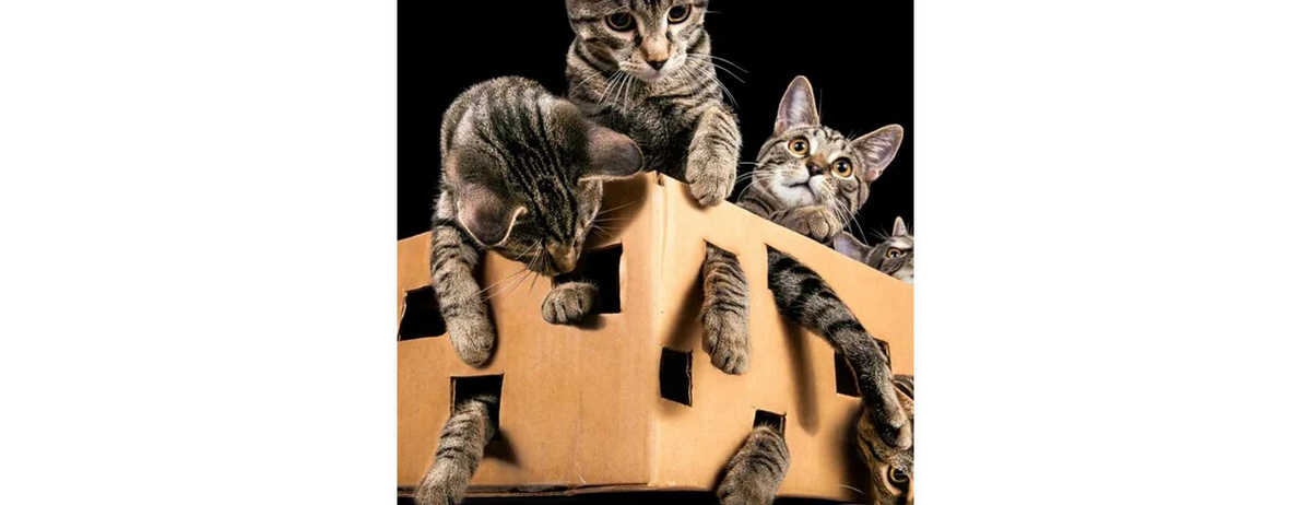 ico-del gatto