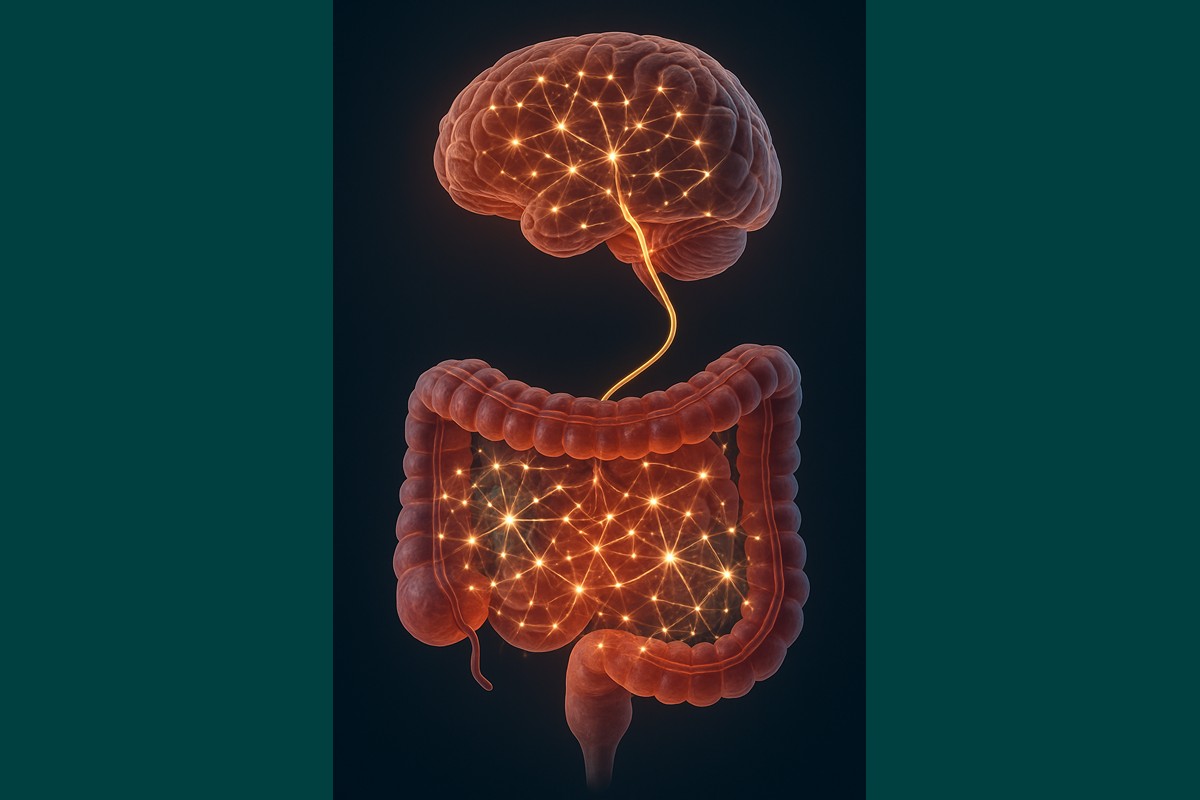 intestino umano-Nervo Vago che sale verso il cervello