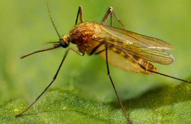 West Nile, primo caso in Toscana: donna di 85 anni ricoverata ad Arezzo