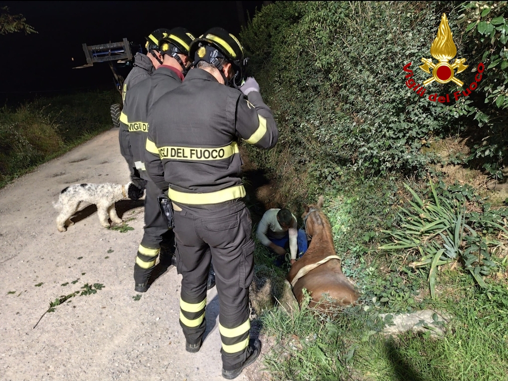 Cavallo cade in un fossato a Montecchio salvato dai Vigili del Fuoco di Cortona
