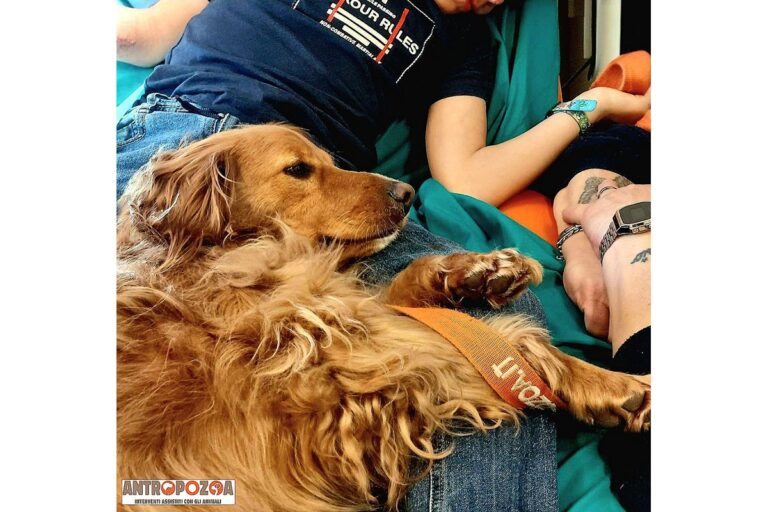 Diventa operatore professionista in Interventi Assistiti con gli Animali (Pet Therapy)