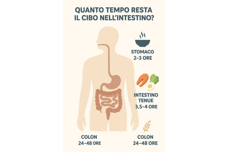 Quanto tempo resta il cibo nell’intestino? Il viaggio della digestione
