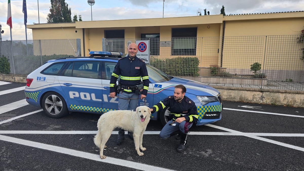 La Polizia di Stato salva un cane abbandonato in Autostrada