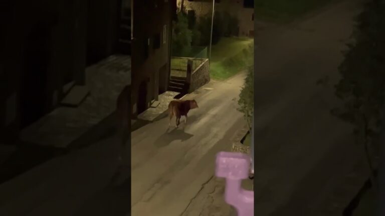 Vitelli in fuga: quando la salvezza è una corsa contro il destino