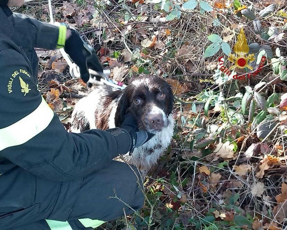Arezzo, cane precipita in un pozzo artesiano salvato dai Vigili del Fuoco (1)