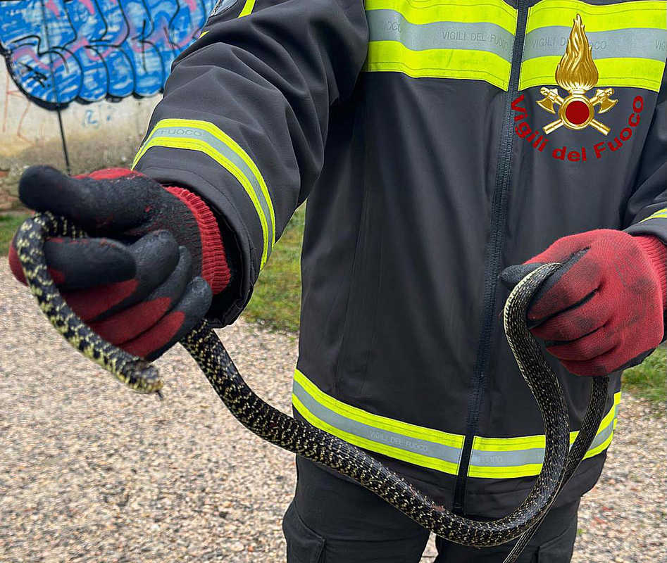 Vigili del fuoco recupero biscia