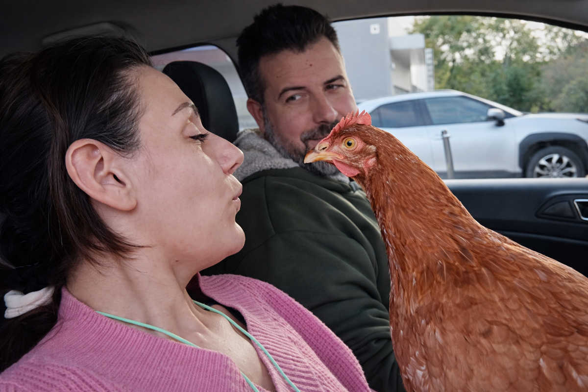 Gallina Coco