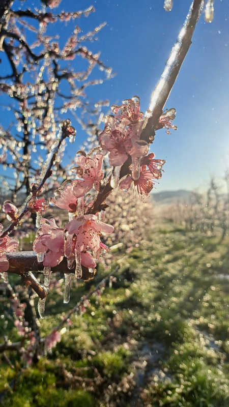 Gelate primaverili in Valdichiana: attivato il sistema antibrina, colture al sicuro