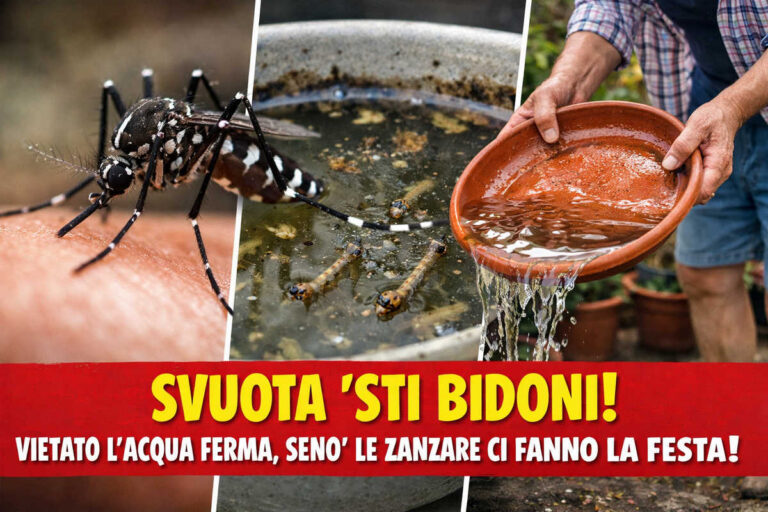 Oh, levate quell’acqua ferma! Il sindaco dichiara guerra alle zanzare rompiscatole