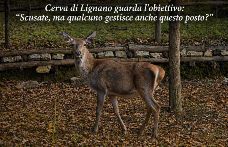 Cerva ferita a Lignano, il Comune denuncia ignoti: potrebbero essere gli stessi che dovevano occuparsene