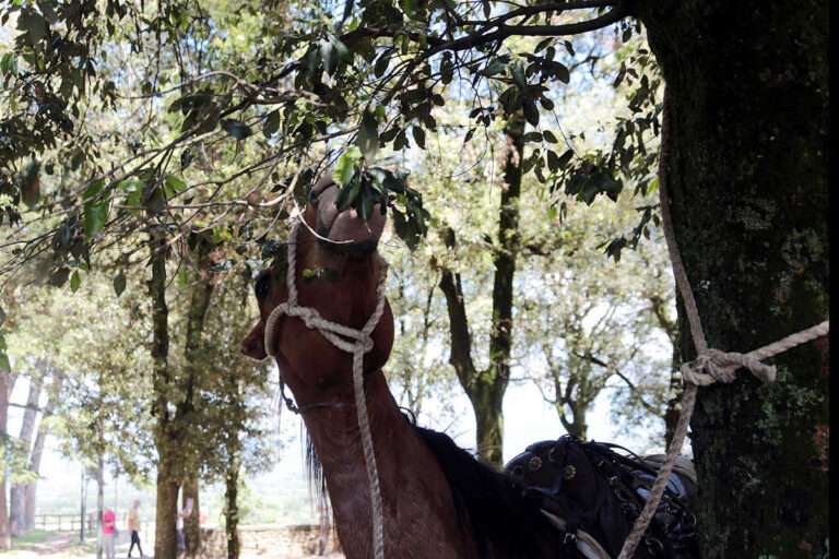 Cavalli in città, Arezzo torna al galoppo: le foto di CavallinCittà firmate Felice Rogialli