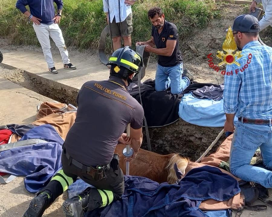 Cavallo finisce in una buca recuperato con la gru dai Vigili del Fuoco