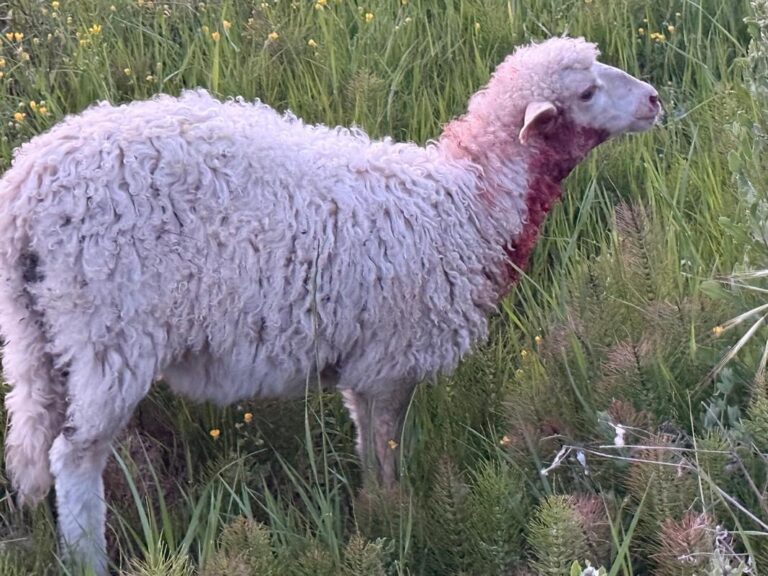 Attacco in pieno giorno a Campogialli: 18 pecore uccise, allevatori allo stremo
