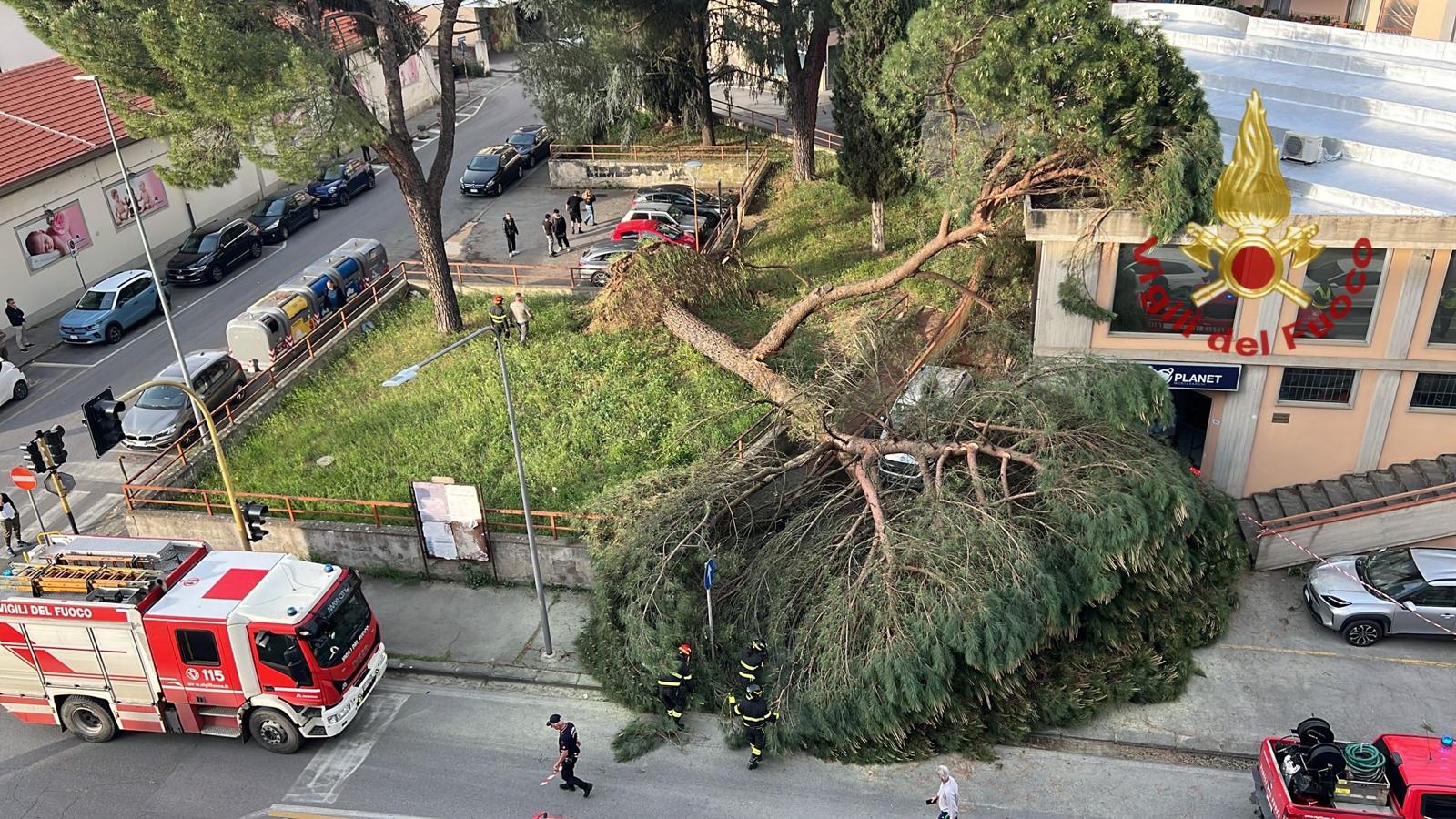 albero caduto