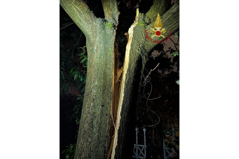 Paura in via Tolletta: albero si spacca in due. Prima di cadere ha aspettato che arrivassero i Vigili del Fuoco
