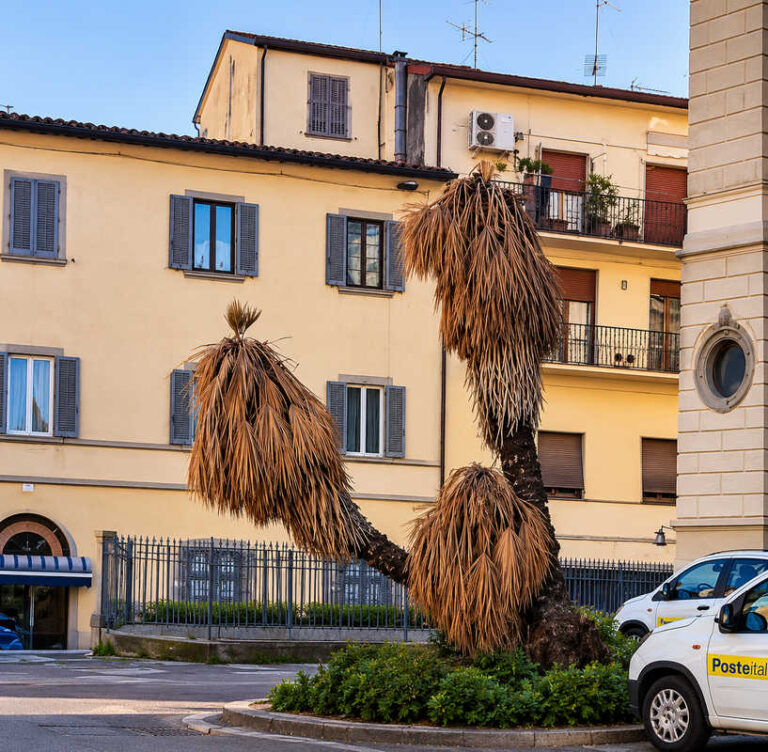 Palme davanti alle Poste promosse a monumento al declino: “Tra poco serviranno solo per appendere il cartello Vendesi”
