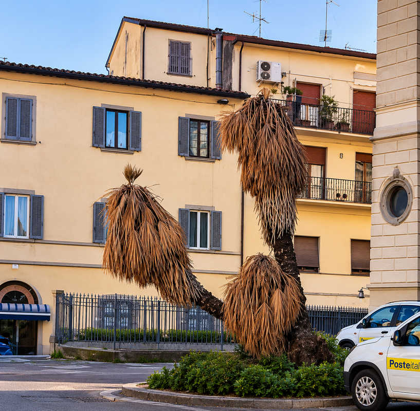 Palme