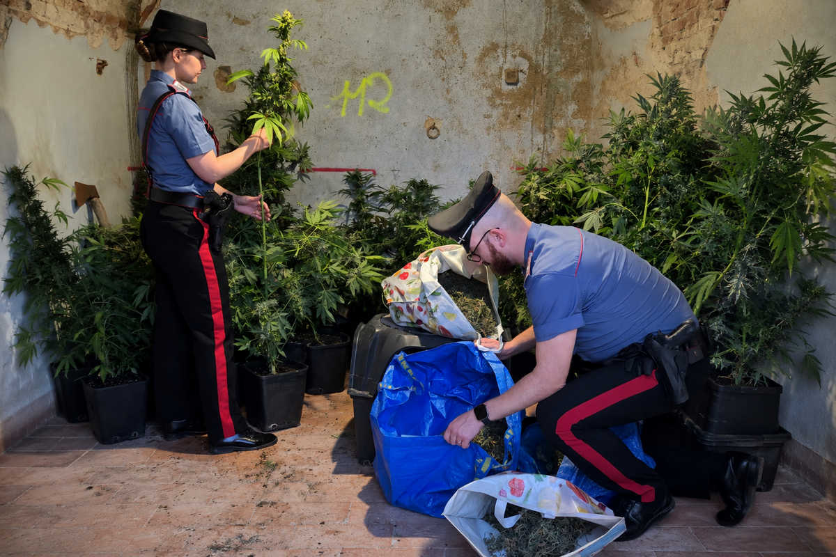 Valdichiana, marijuana, sequestro