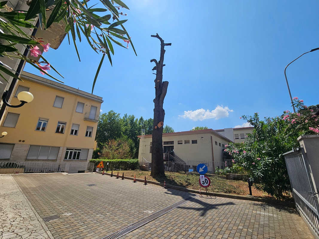Cedro