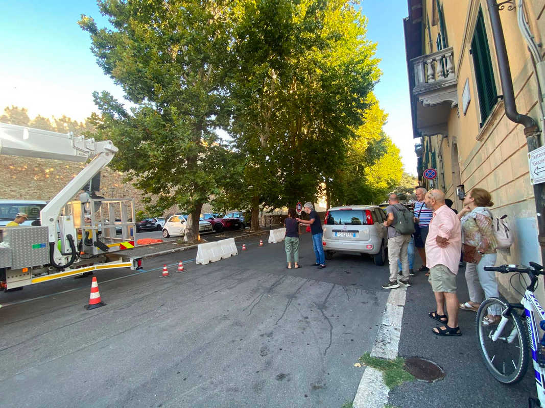platani-gioco-del-pallone-arezzo-potatura
