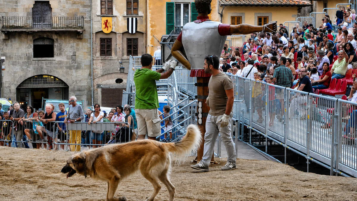 Giostra 2013, un cane nella lizza di Piazza Grande Cane nella lizza di Piazza Grande durante le prove della Giostra del Saracino nel 2013